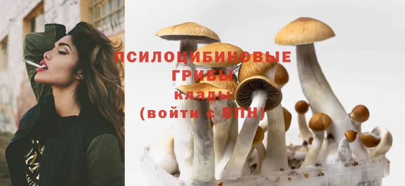 Галлюциногенные грибы Psilocybe  кракен онион  Нижний Ломов 